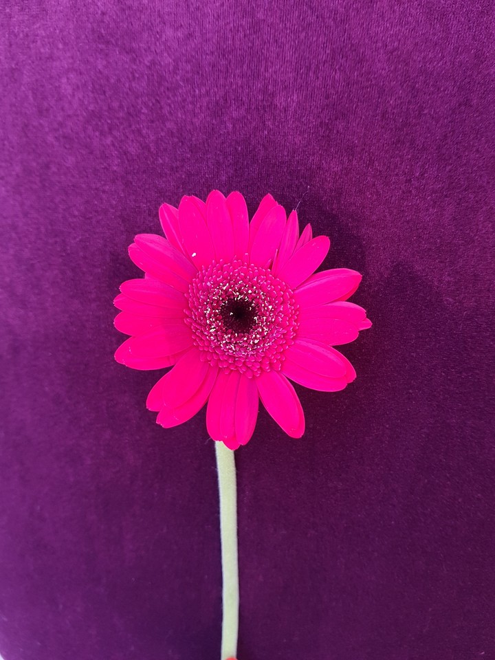 pink flower