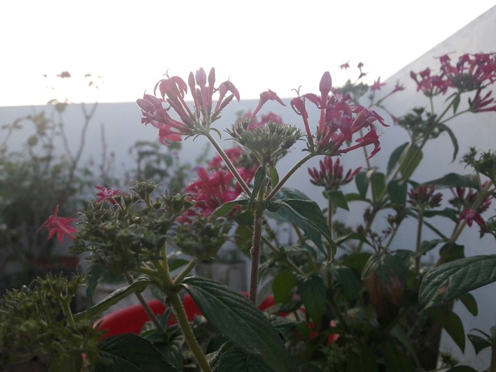 flower power