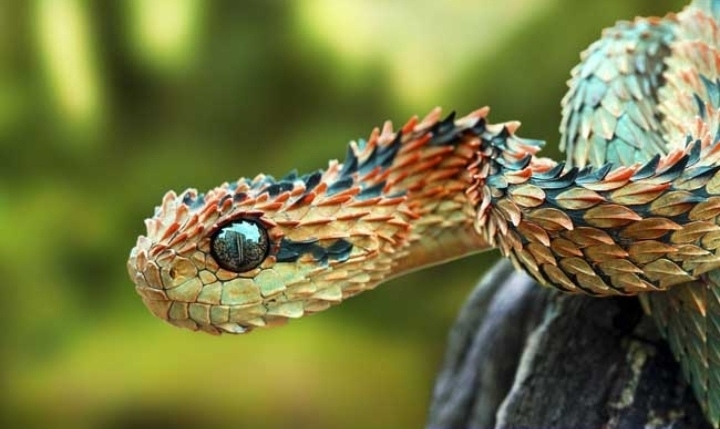 snake