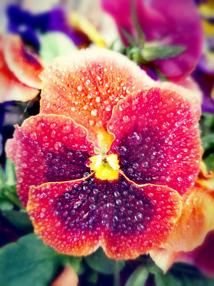 Flowers