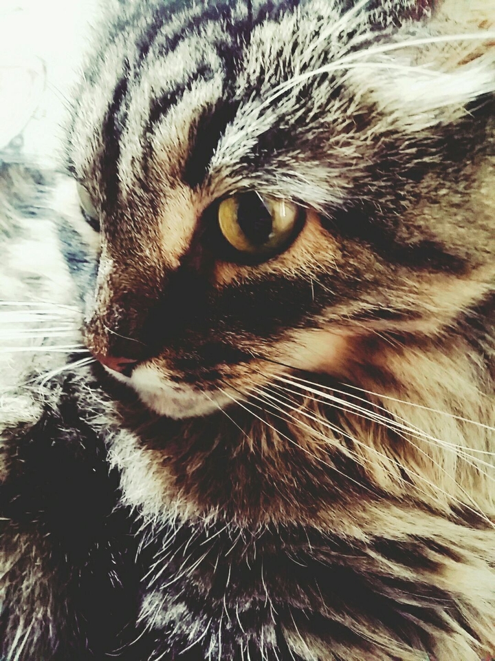 cat