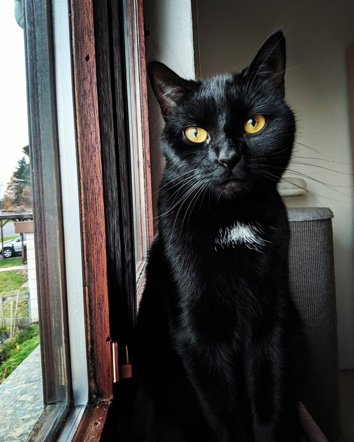 Katze