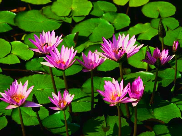 aquatic plant