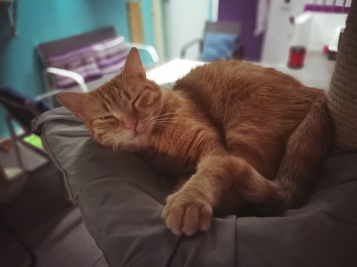 Whiskers