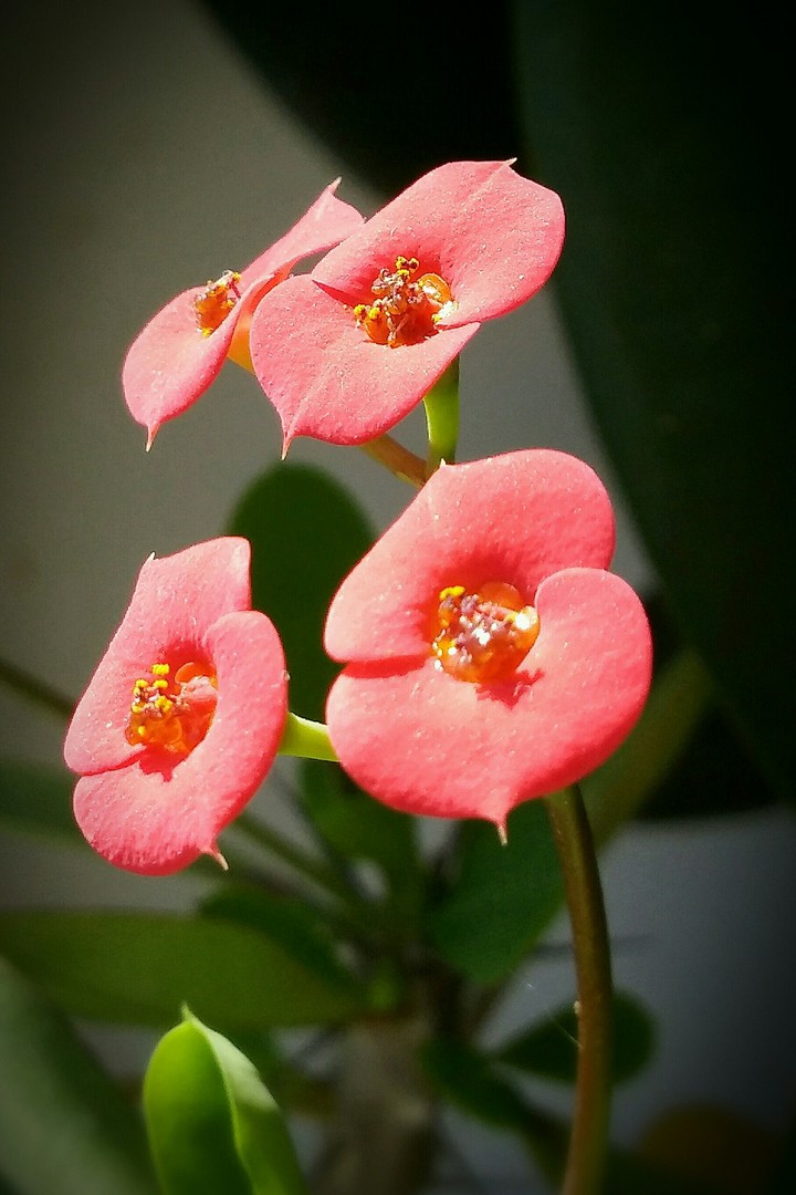 beautiful flowers