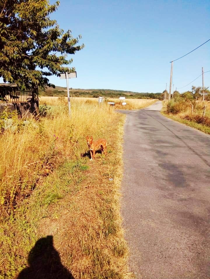 Campo