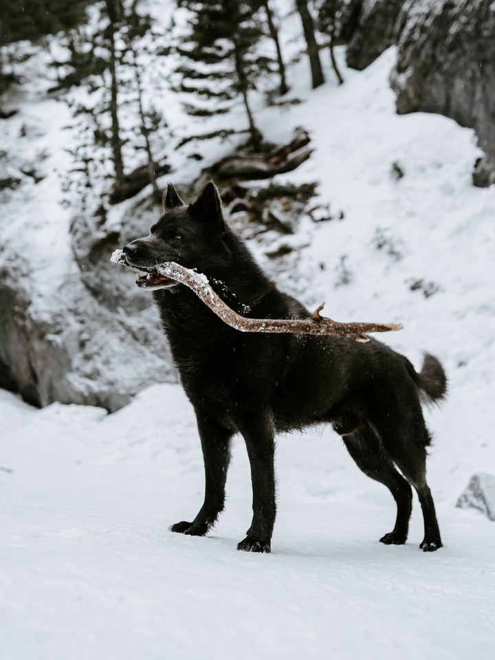 wolf