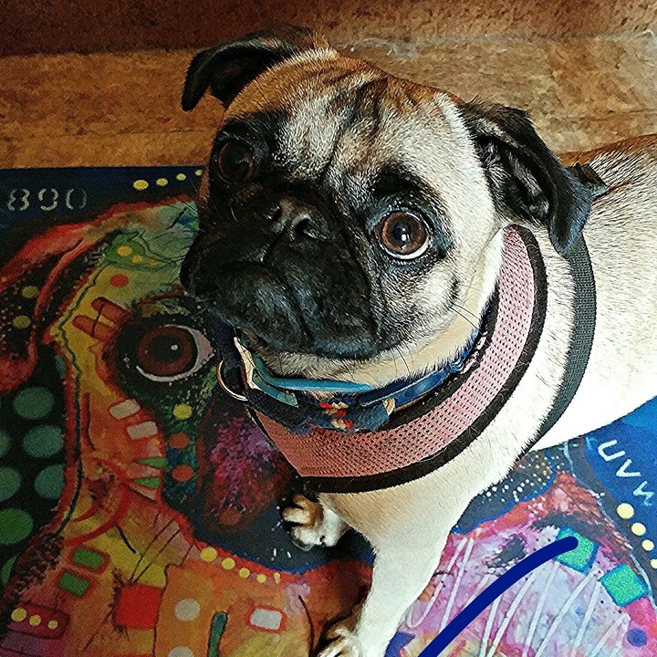 Hope the Pug #Hopey