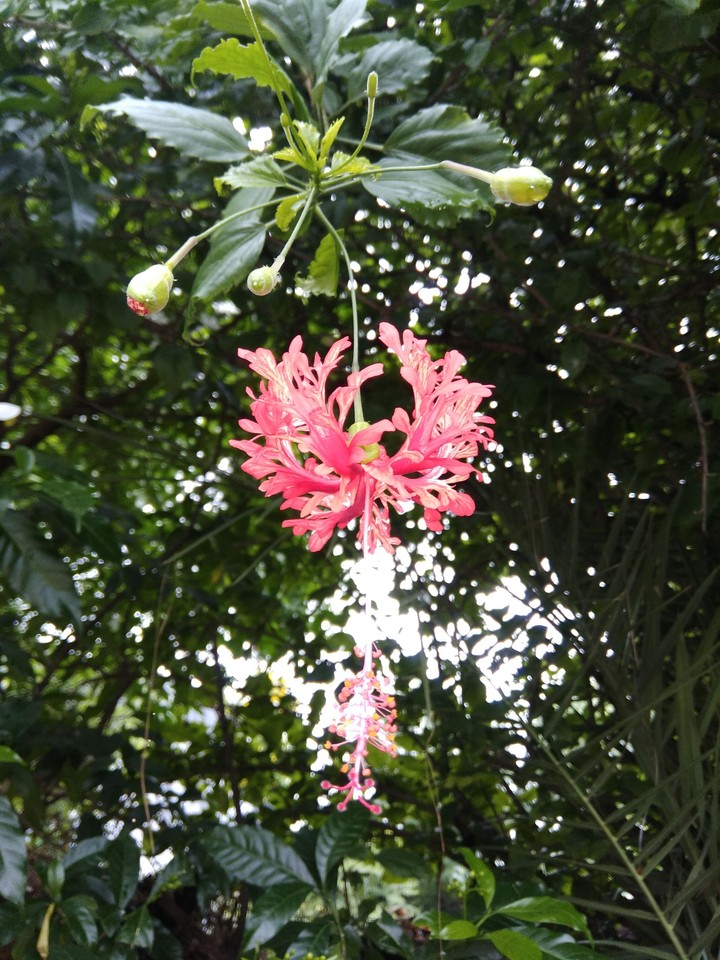 rare hibiscus