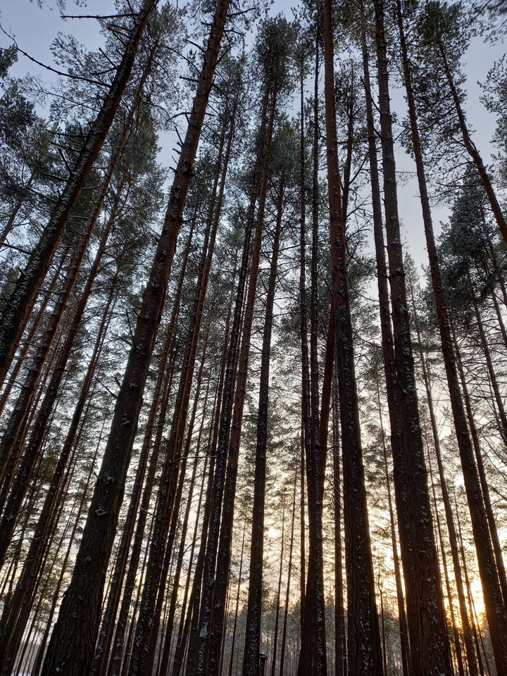 лес