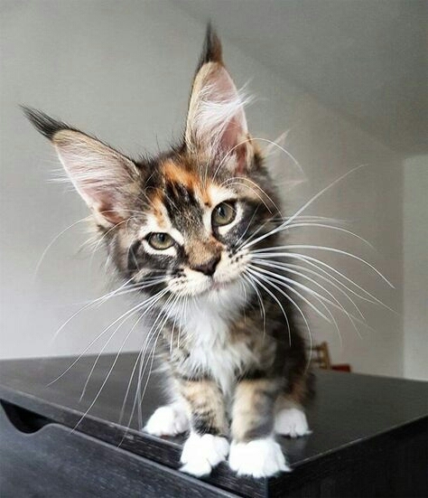 Cute