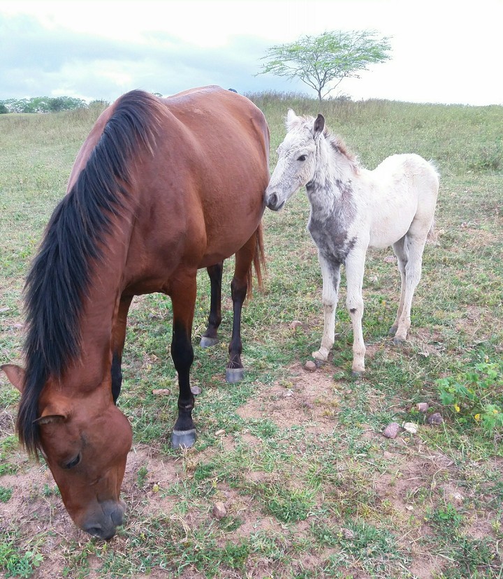Horse family