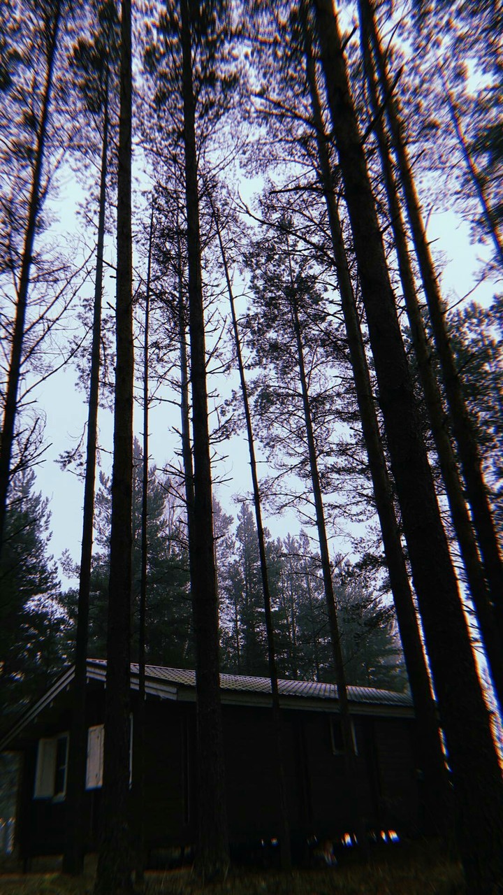 forest