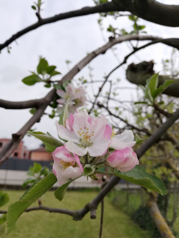 Blossom