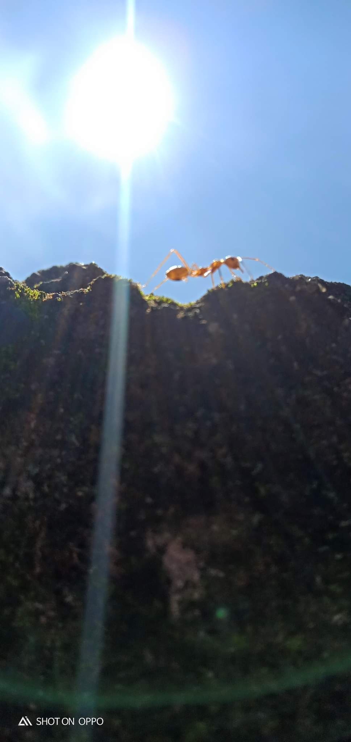ant