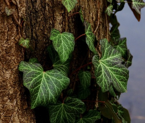 тапети leaf, ivy