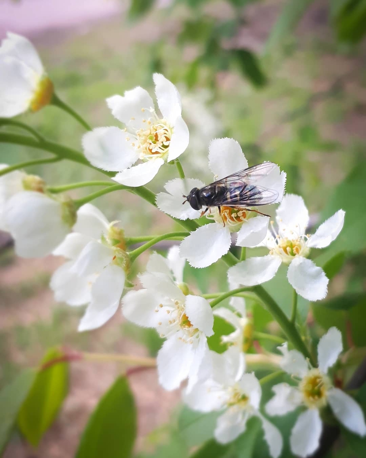 Spring flowers