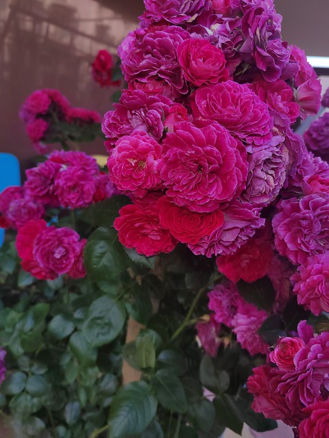 粉色, pink桌布