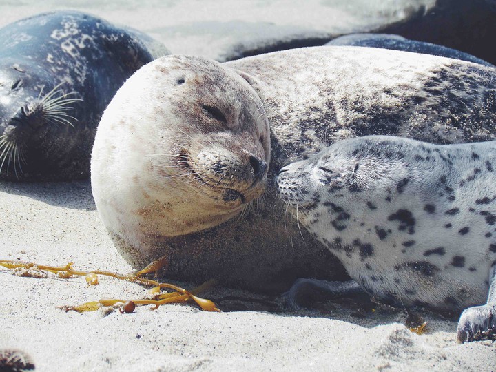 Seals at the beach