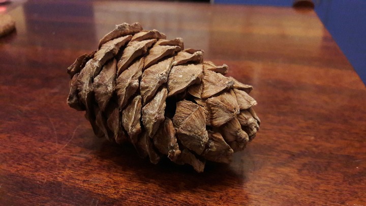 Cone.