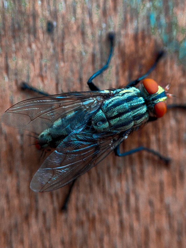 fly fly