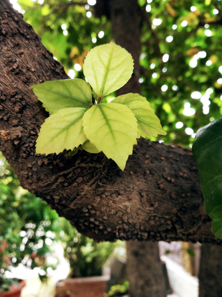 leaves