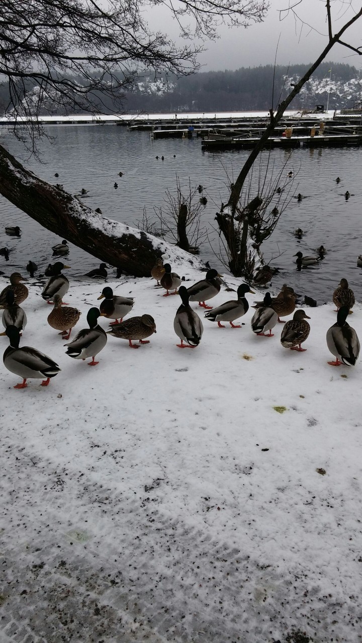 duck duck