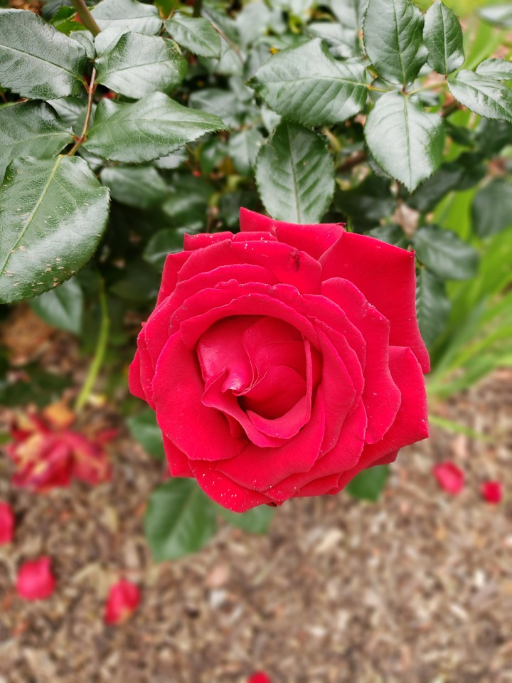 red rose