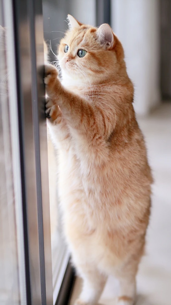 Cat miya-Ong