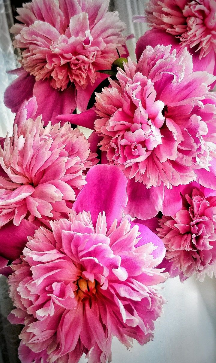 peony