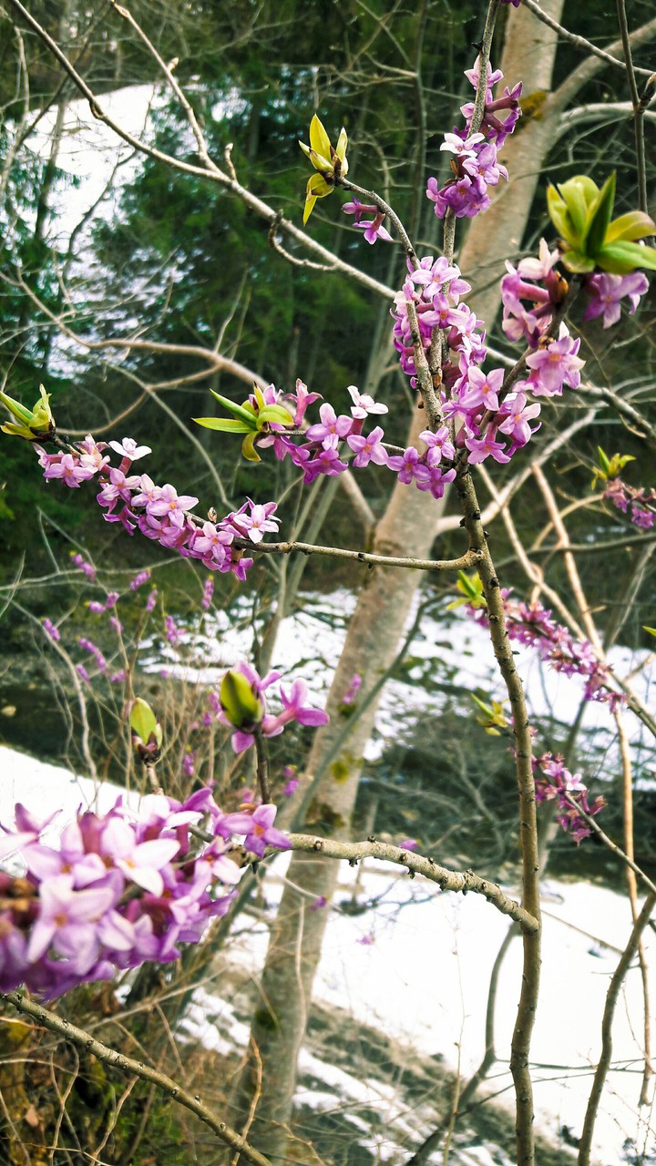 Wild beauty
