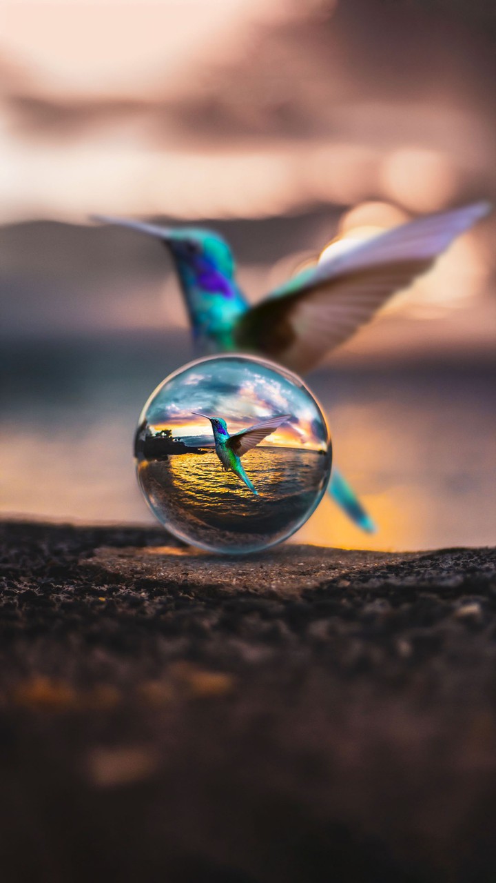 Hummingbird