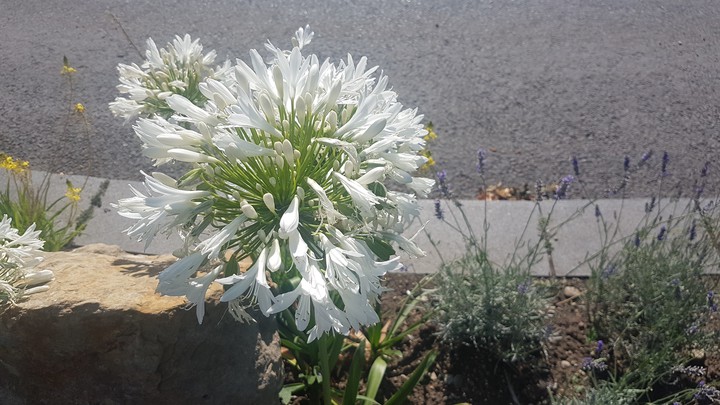 Fiore