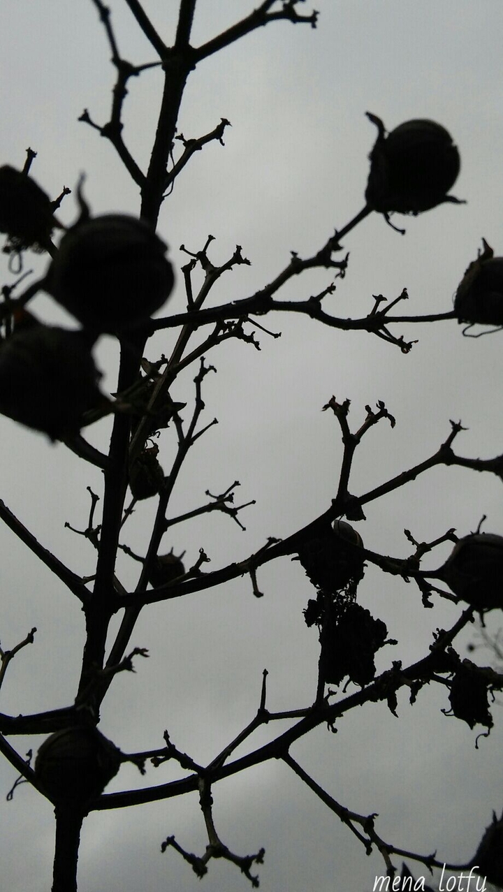 plants and clouds