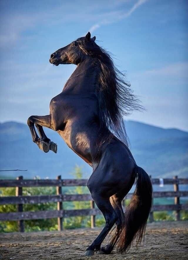 Pure blood horse