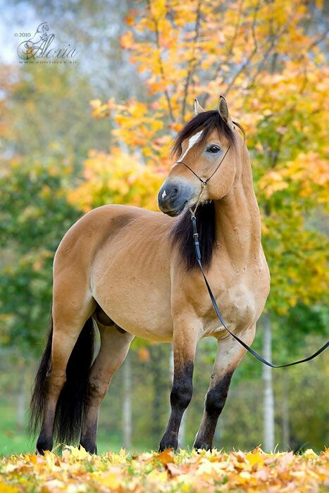 horse