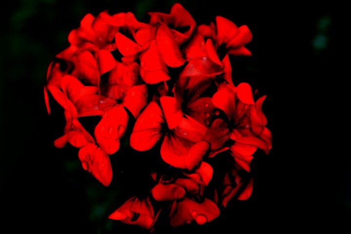 Flowerography