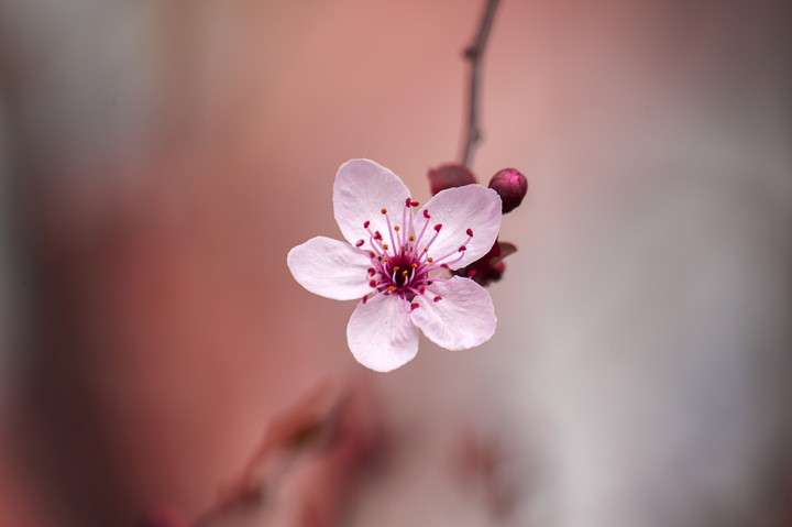 A little sakura♡
