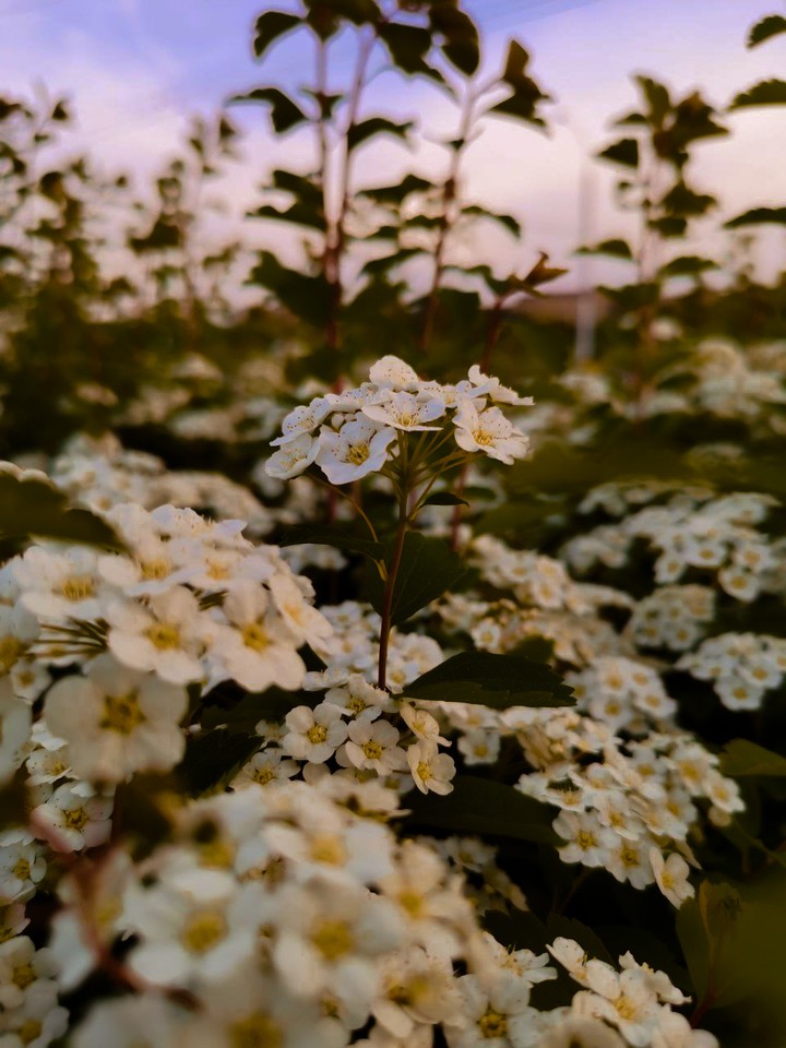 may