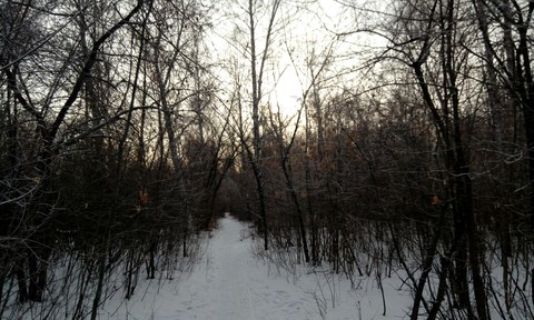 лес