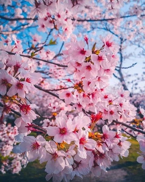 flowers