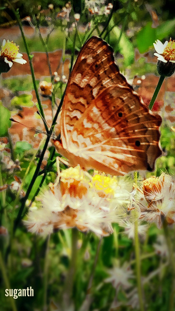 butterflies makes world beautiful....