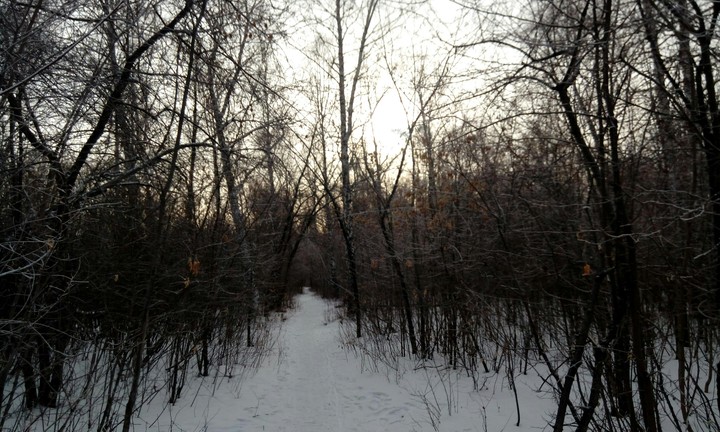 лес