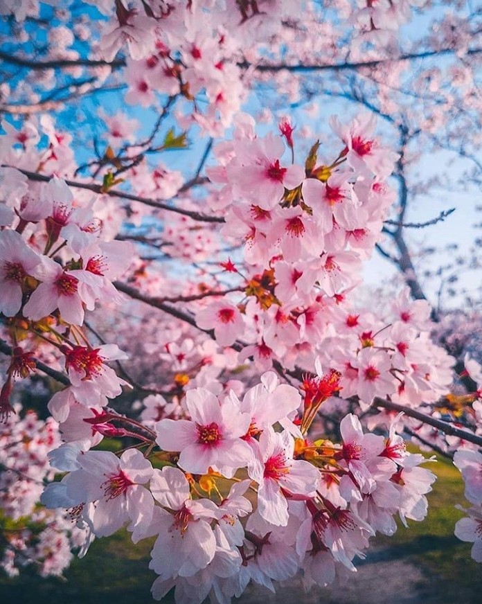 flowers