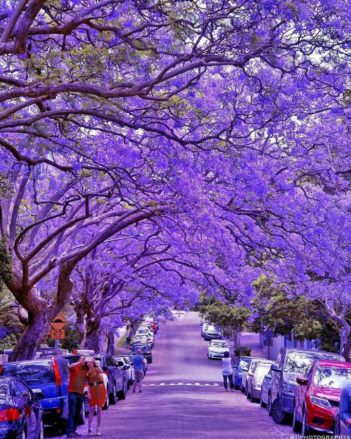 Purple blossom
