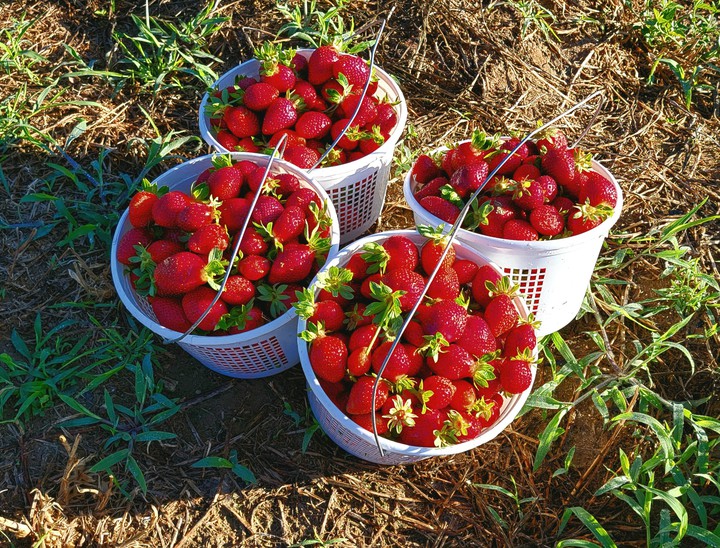 fresas