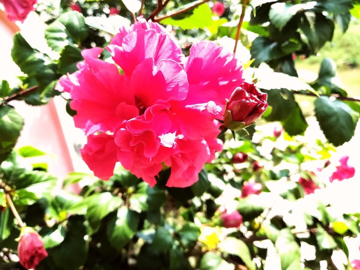 pink flowers