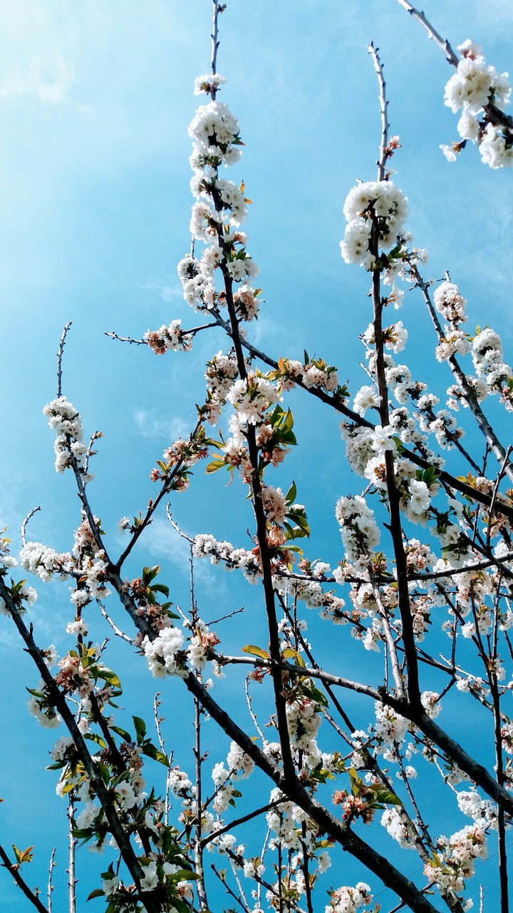 white flowers