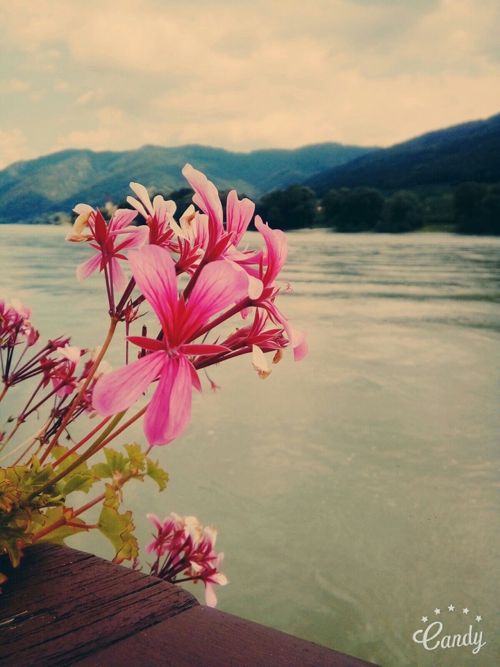 flowers on the boat