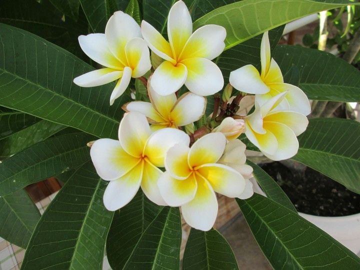 Fragipani blossoms 
